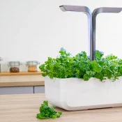 Persil plat recharge Lingot pour potager Véritable - Tom Press