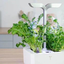 Potager Exky® avec de la Roquette BIO