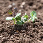 Seed bomb en début de germination en extérieur