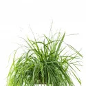 Eragrostis love grass
