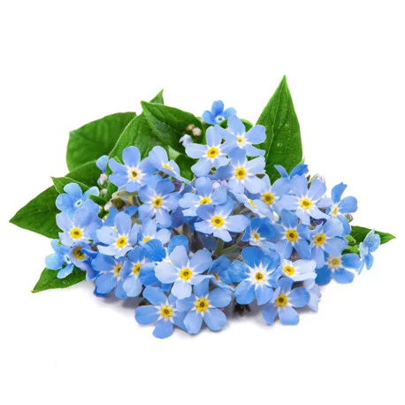 Forget-me-not