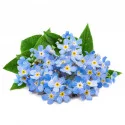 Myosotis