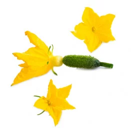 Pickle flower