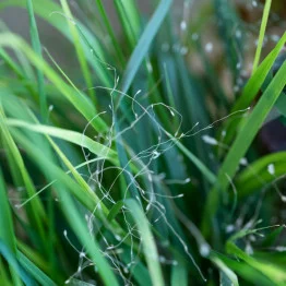 Herbe d'amour zoom