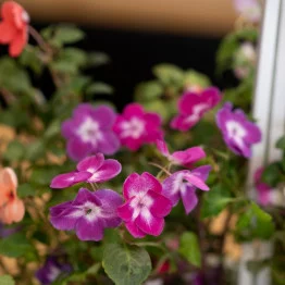 Impatiens zoom