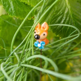 Fox hiding in the grass Fox hiding in the grass