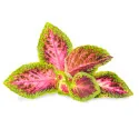 Pink painted nettle Lingot®