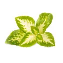 Lingot® Coléus Jade