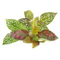 Polka dot plant Lingot®