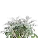 Dusty Miller Lingot®