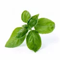 Sweet Basil Lingot