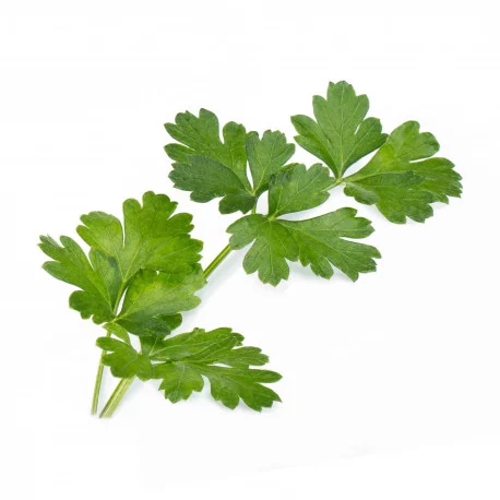 Glatte Bio-Petersilie Lingot® Glatte Bio-Petersilie Lingot®