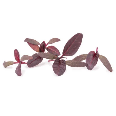 plusieurs feuilles de micropousses d'amarante plusieurs feuilles de micropousses d'amarante