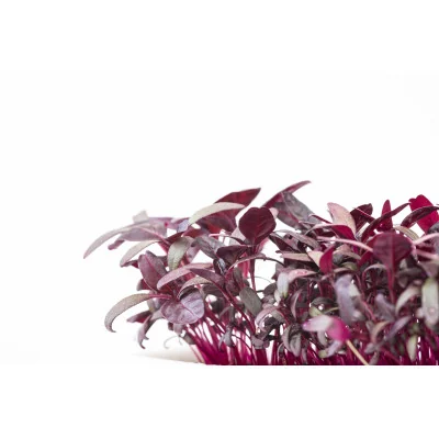 Focus on amaranth microgreens Focus on amaranth microgreens
