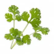 Cilantro Lingot