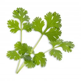 Cilantro Lingot