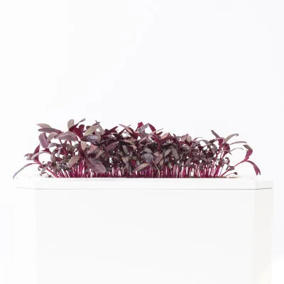Amaranth microgreens Lingot - side view Amaranth microgreens Lingot - side view