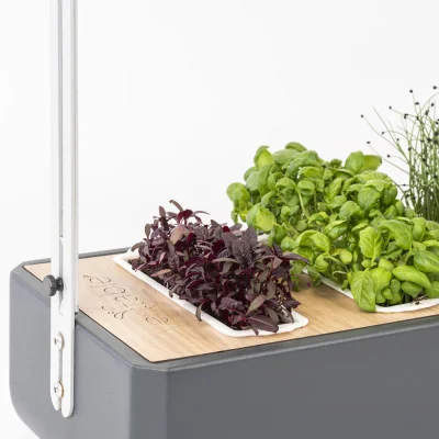 Lingot micropousses d'amarante dans un Gourmet Lingot micropousses d'amarante dans un Gourmet