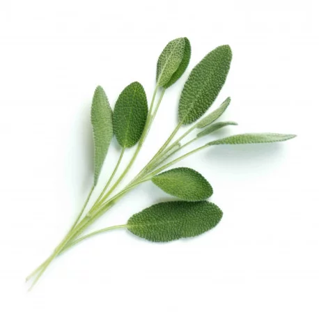 Sage Lingot Sage Lingot