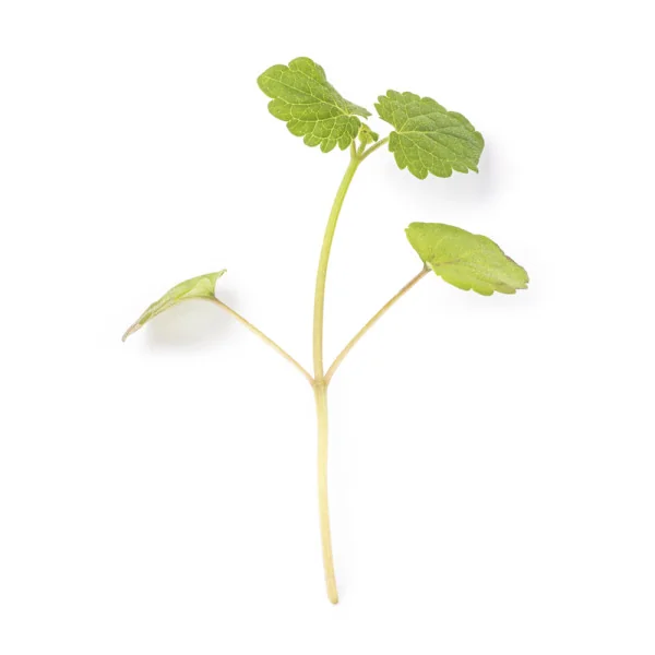Anise Hyssop leaf