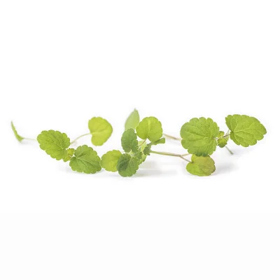 Several leaves of Anise Hyssop microgreens Several leaves of Anise Hyssop microgreens