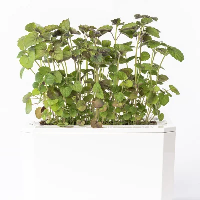 Anise Hyssop microgreens - side view Anise Hyssop microgreens - side view