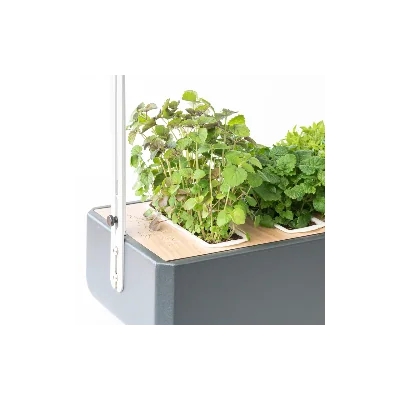 Anise Hyssop microgreens Lingot in a Gourmet Anise Hyssop microgreens Lingot in a Gourmet