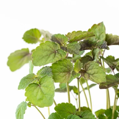 Zoom on Anise Hyssop microgreens Zoom on Anise Hyssop microgreens