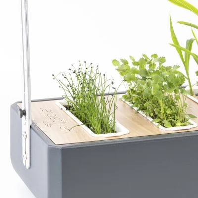 Garlic microgreens in Gourmet Garlic microgreens in Gourmet