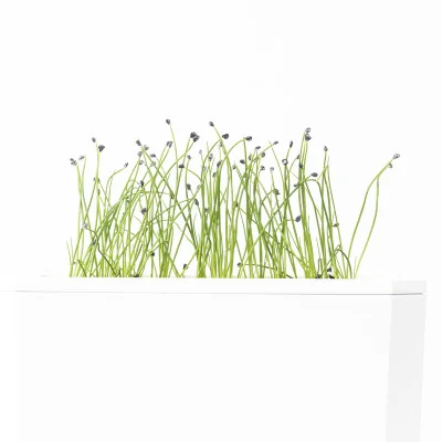 Garlic microgreens - side view Garlic microgreens - side view