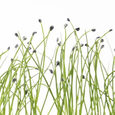 Focus on Garlic microgreens Focus on Garlic microgreens