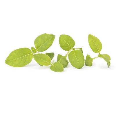 Plusieurs feuilles de micropousses Basilic citron Plusieurs feuilles de micropousses Basilic citron