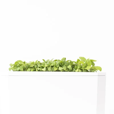 Lemon basil microgreens - side view