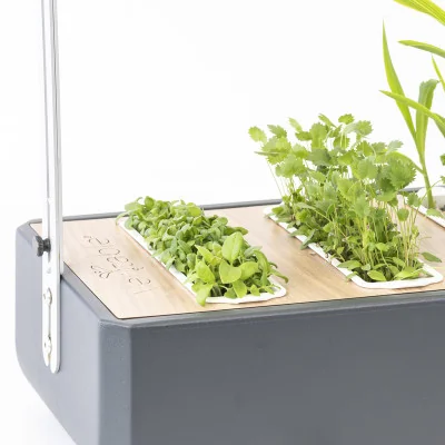 Lemon basil microgreens in Gourmet