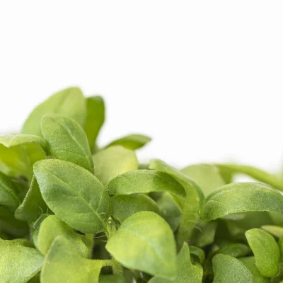 Focus on Lemon basil microgreens