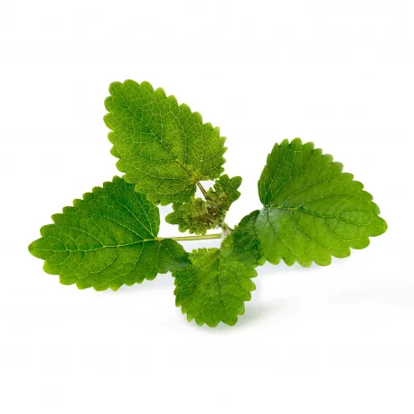 Lemonbalm Lingot