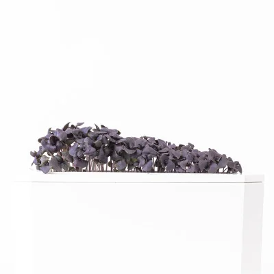 Purple basil microgreens - side view Purple basil microgreens - side view