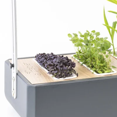 Micropousses Basilic pourpre dans Gourmet Micropousses Basilic pourpre dans Gourmet