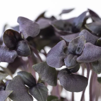 Zoom sur les Micropousses Basilic pourpre Zoom sur les Micropousses Basilic pourpre