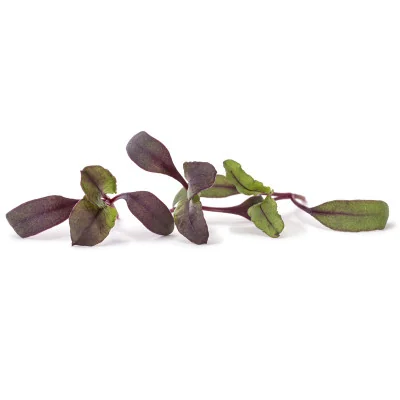 several leaves of Beet microgreens several leaves of Beet microgreens