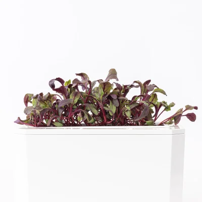 Beet microgreens - side view Beet microgreens - side view