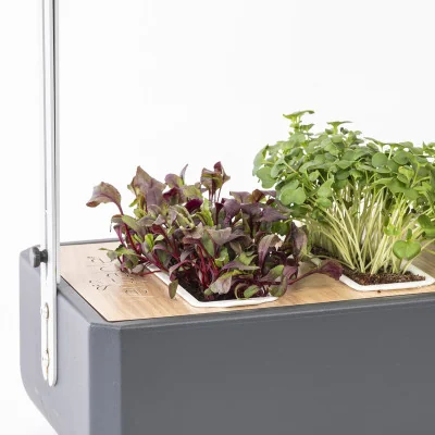 Beet microgreens in Gourmet Beet microgreens in Gourmet