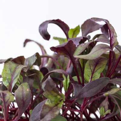 Focus on Beet microgreens Focus on Beet microgreens