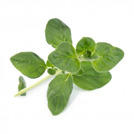 Oregano Lingot Oregano Lingot