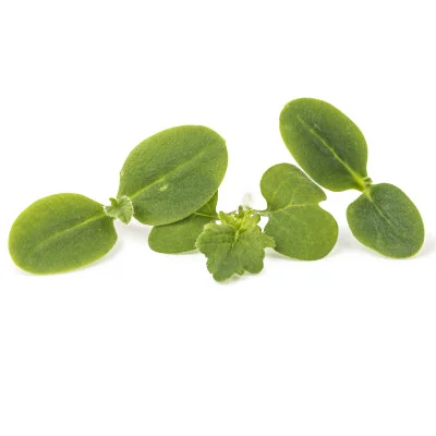 several leaves of Borage microgreens several leaves of Borage microgreens