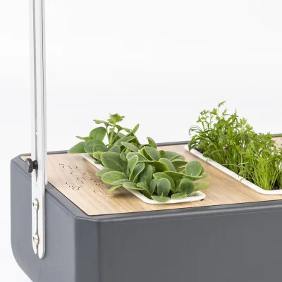 Borage microgreens in Gourmet Borage microgreens in Gourmet