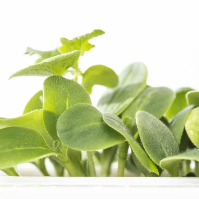 Focus on Borage microgreens Focus on Borage microgreens