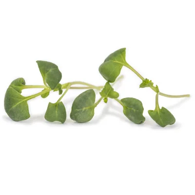 several leaves of Broccoli microgreens several leaves of Broccoli microgreens