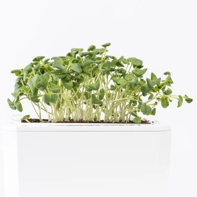 Broccoli microgreens - side view Broccoli microgreens - side view