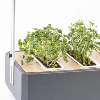 Micropousses Brocoli dans Gourmet Micropousses Brocoli dans Gourmet